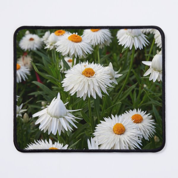 Item preview, White Everlasting Daisy designed and sold by Jouko Lehto Photography.