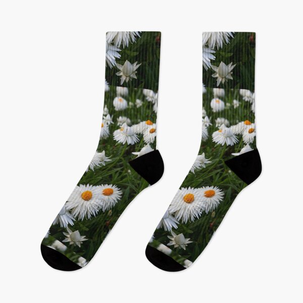 Item preview, White Everlasting Daisy designed and sold by Jouko Lehto Photography.