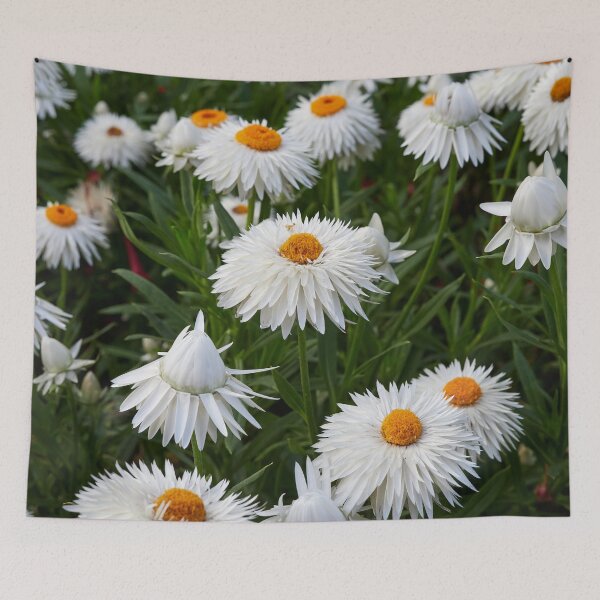 Item preview, White Everlasting Daisy designed and sold by Jouko Lehto Photography.