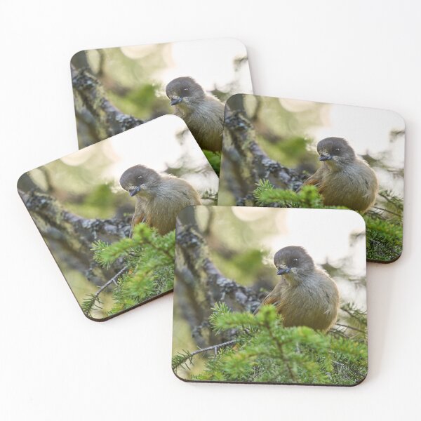 Item preview, Curiosity. Siberian jay designed and sold by Jouko Lehto Photography.