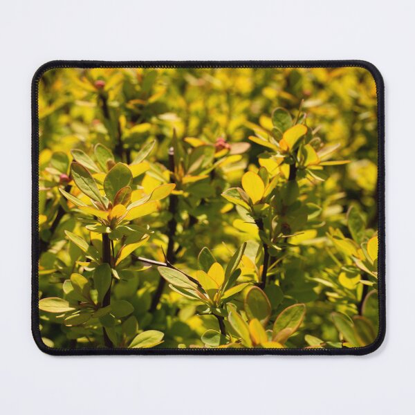 Item preview, Barberry in golden sunlight designed and sold by TW-Fotos.