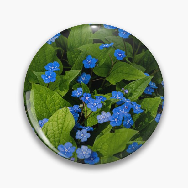 Item preview, Carpet of spring echinacea (Omphalodes verna) in the sunbeam designed and sold by TW-Fotos.