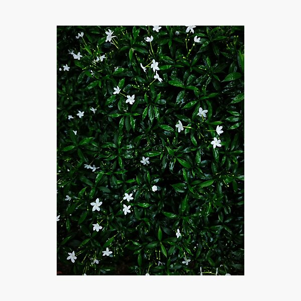 Item preview, Blooming Courtney Barnett aTwilight Glow designed and sold by Sanelma L  Vanhala.