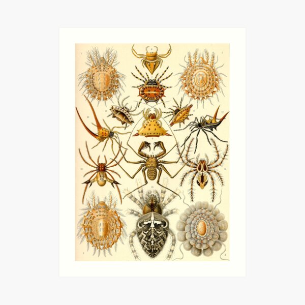 Arachnida (Arachnid - Spiders) - Ernst Haeckel Art Print