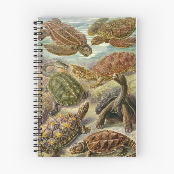 Item preview, Chelonia (Testudines - Turtle) - Ernst Haeckel  designed and sold by science4all.