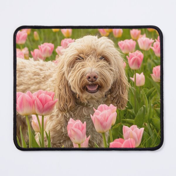 Item preview, Blonde Cockapoo dog in pink tulips field. designed and sold by bailey-cooper.