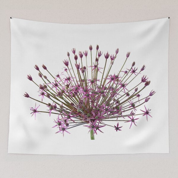 Item preview, Allium  'Spider'  Ornamental onion  designed and sold by Chris Burrows.