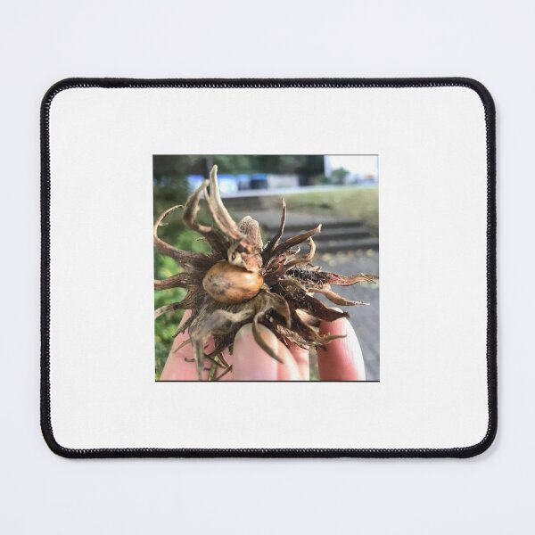 Item preview, „Haselnuss – Geschenk der Natur“ : „Hazelnut – Gift of Nature“ designed and sold by Yaroplanner.