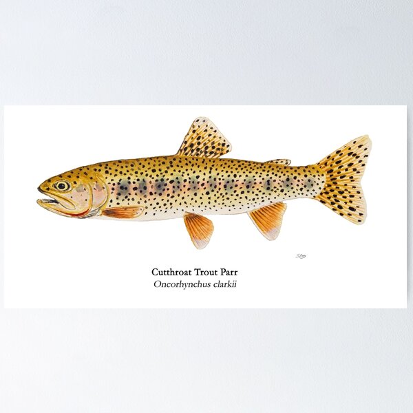 Item preview, Cutthroat Trout Parr Painting designed and sold by Stephen Emms.