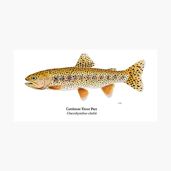 Item preview, Cutthroat Trout Parr Painting designed and sold by Stephen Emms.
