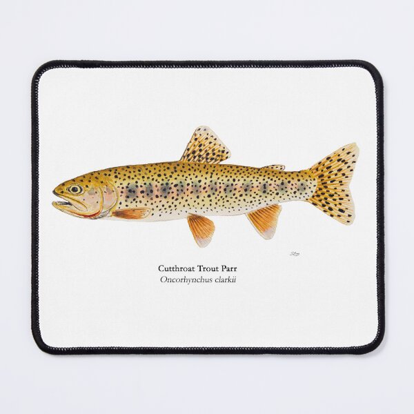 Item preview, Cutthroat Trout Parr Painting designed and sold by Stephen Emms.