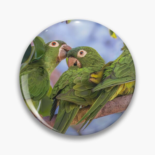 Item preview, Three Blue Crowned Parakeets Pantanal Brazil designed and sold by PhotoArt by Joan Carroll.