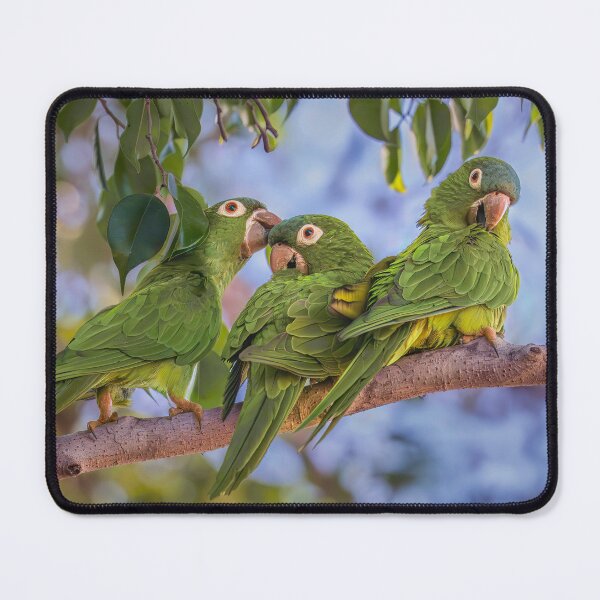 Item preview, Three Blue Crowned Parakeets Pantanal Brazil designed and sold by PhotoArt by Joan Carroll.