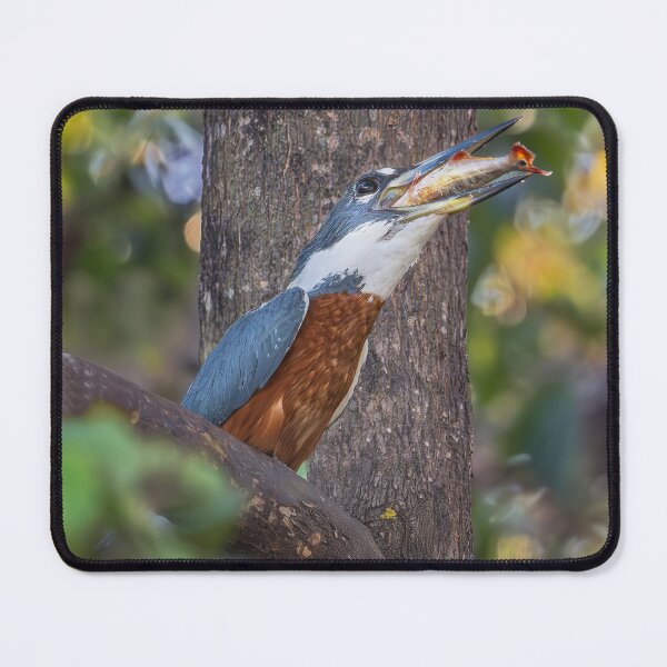 Item preview, Ringed Kingfisher Having a Meal Pantanal 2 designed and sold by PhotoArt by Joan Carroll.