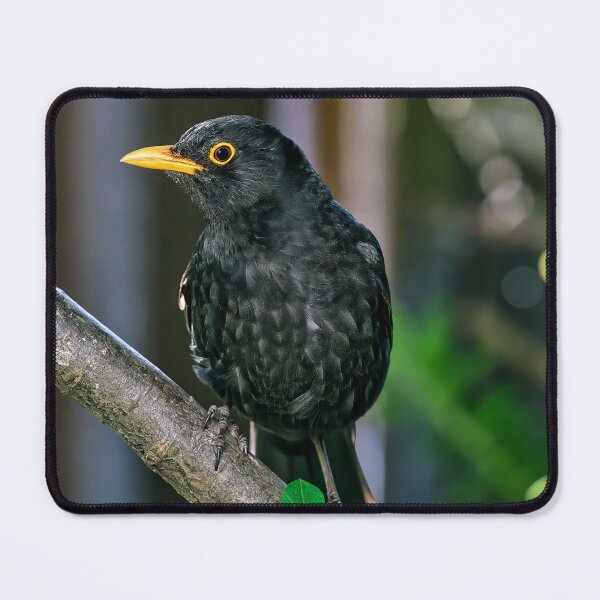Item preview, Blackbird Perched in Tree designed and sold by Tom McPherson Photography.