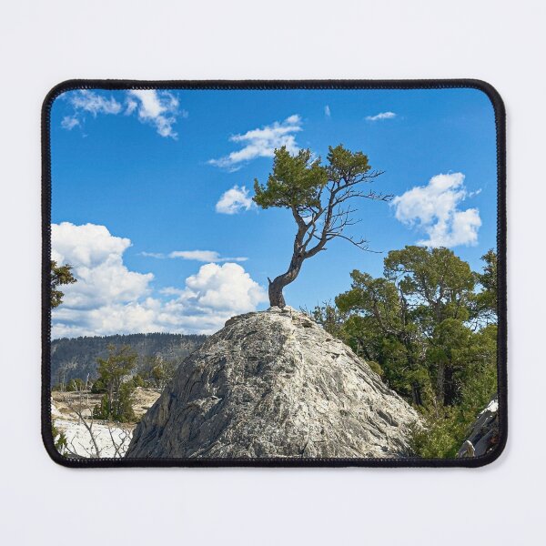 Item preview, TREE growing in stone, Yellowstone National Park designed and sold by MYTOPSHELF.