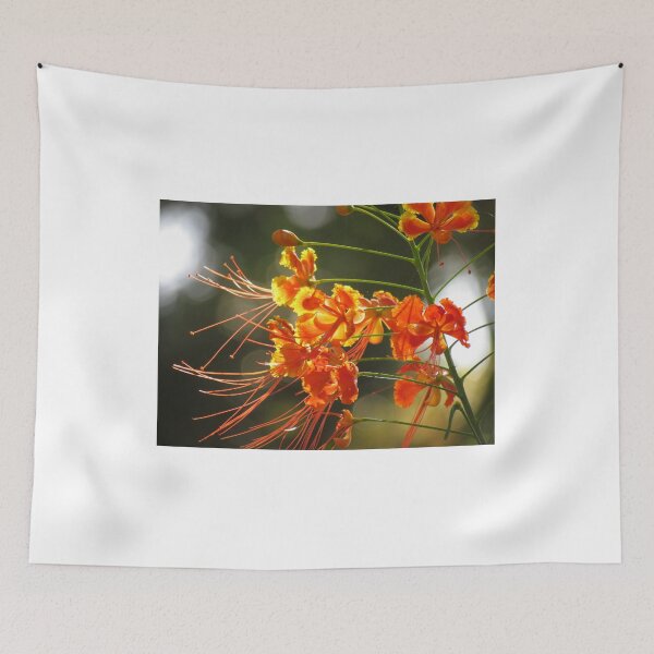 Item preview, Miniature Poinciana Flowers Closeup designed and sold by abacoian.