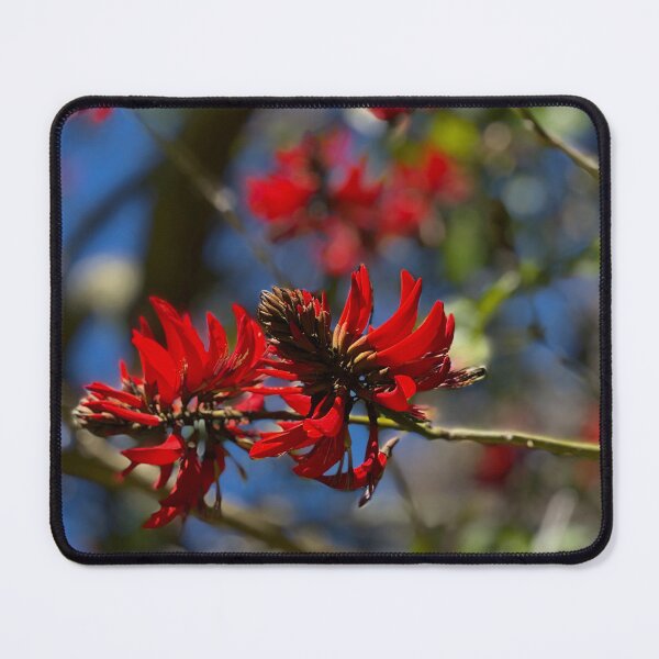 Item preview, Flame Tree Flowers Vasse Western Australia designed and sold by Rainbow Farm Photography.
