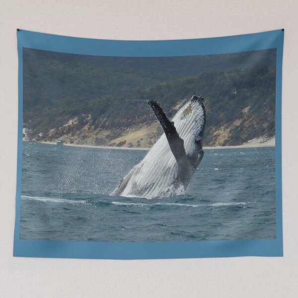 Item preview, Whale breach Hervey Bay Queensland  designed and sold by Mark Grimsley.