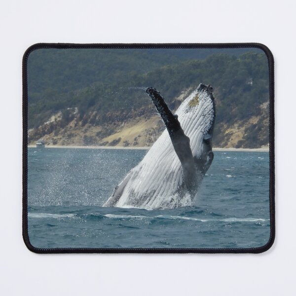Item preview, Whale breach Hervey Bay Queensland designed and sold by Mark Grimsley.