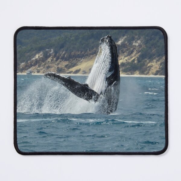 Item preview, Whale breach Hervey Bay Queensland second shot designed and sold by Mark Grimsley.