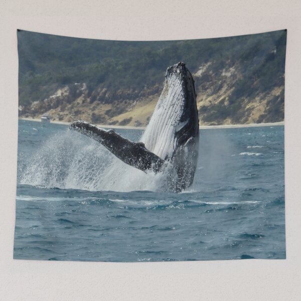 Item preview, Whale breach Hervey Bay Queensland second shot designed and sold by Mark Grimsley.