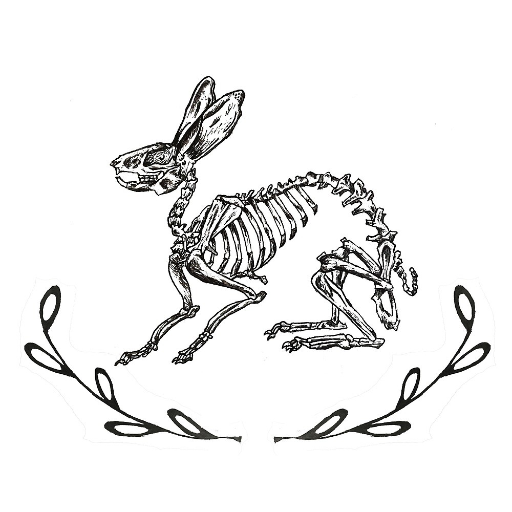 Скелет зайца