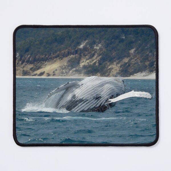 Item preview,  Whale breach Hervey Bay Queensland shot 3 designed and sold by Mark Grimsley.