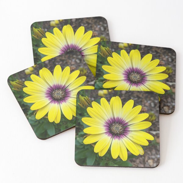 Item preview, African Daisy designed and sold by ThoseFlowerPics.