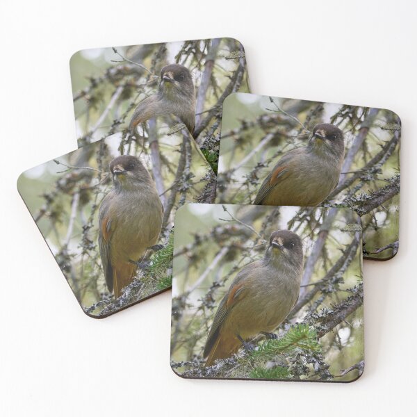 Item preview, Curiosity. Siberian jay designed and sold by Jouko Lehto Photography.