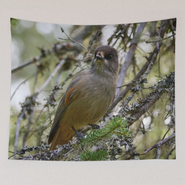 Item preview, Curiosity. Siberian jay designed and sold by Jouko Lehto Photography.