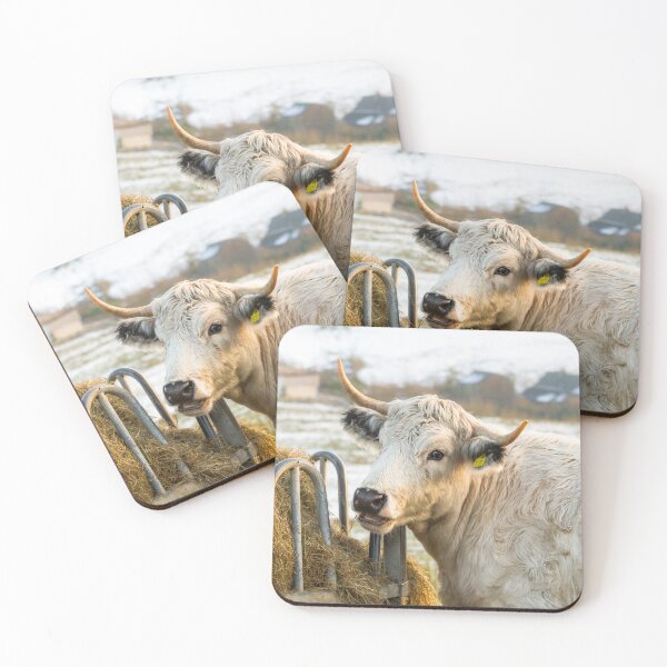 Item preview, White Park Cow II designed and sold by Jane Stanley Photography.