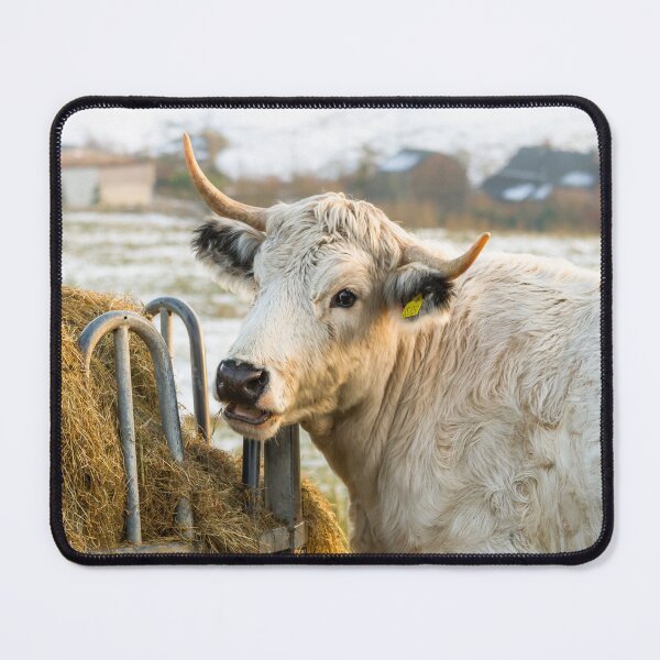 Item preview, White Park Cow II designed and sold by Jane Stanley Photography.