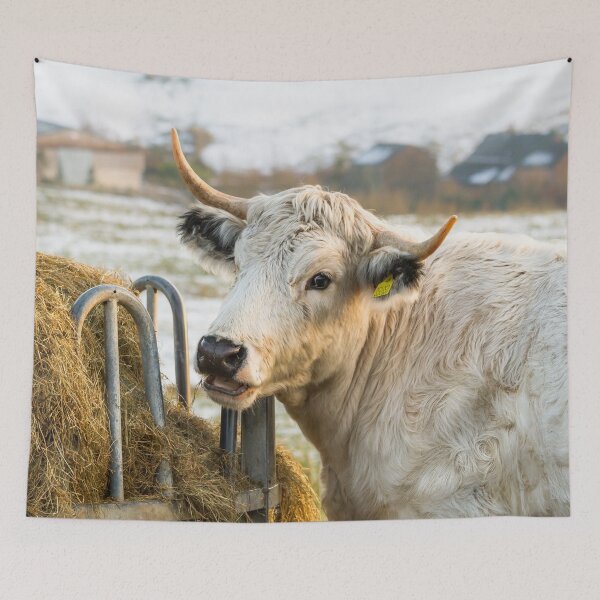 Item preview, White Park Cow II designed and sold by Jane Stanley Photography.