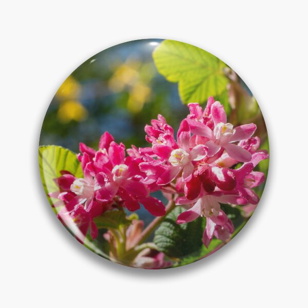 Item preview, beautiful flowers of a currant bush in bright pink designed and sold by TW-Fotos.
