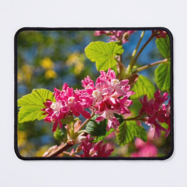 Item preview, beautiful flowers of a currant bush in bright pink designed and sold by TW-Fotos.