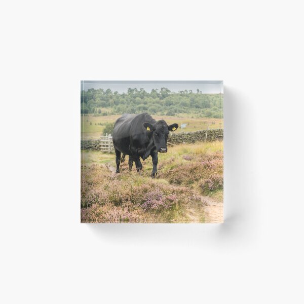 Item preview, Black Cow and Heather Landscape designed and sold by Jane Stanley Photography.