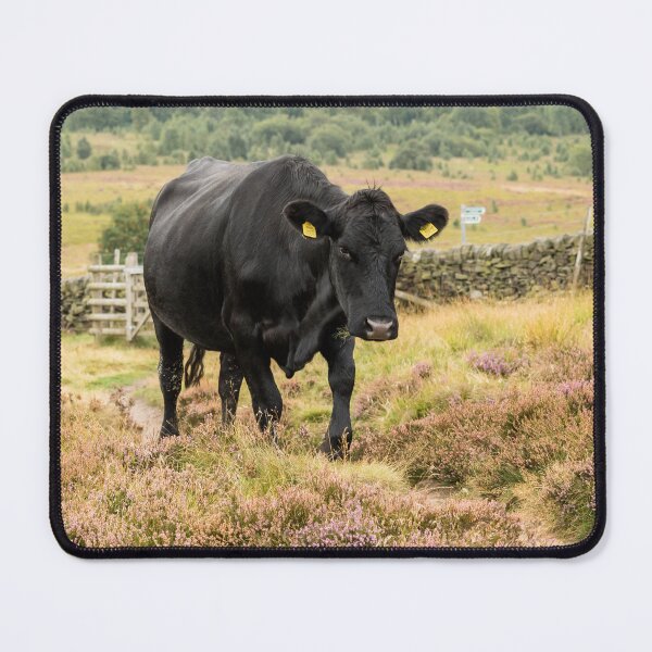Item preview, Black Cow and Heather Landscape designed and sold by Jane Stanley Photography.