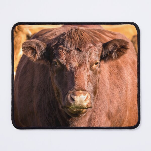 Item preview, Red Poll Cow designed and sold by Jane Stanley Photography.