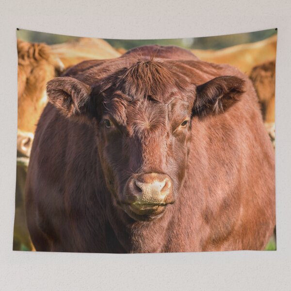Item preview, Red Poll Cow designed and sold by Jane Stanley Photography.