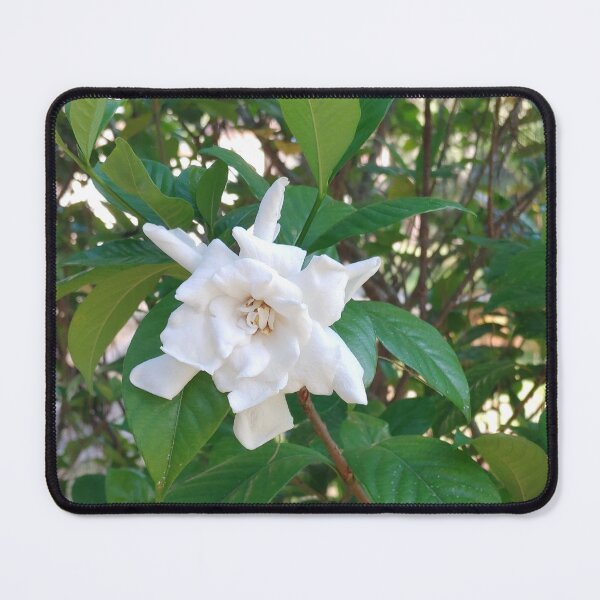 Item preview, Gardenia  designed and sold by Suzabella25.