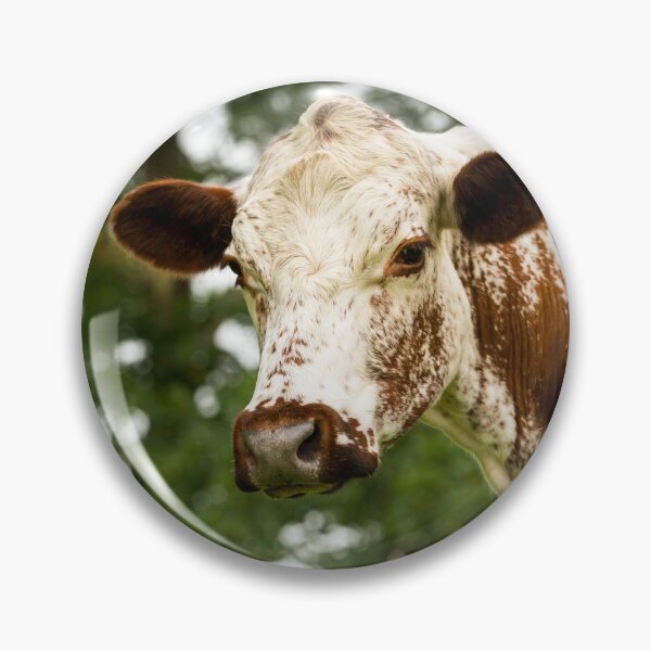 Item preview, Irish Moiled Cow designed and sold by Jane Stanley Photography.