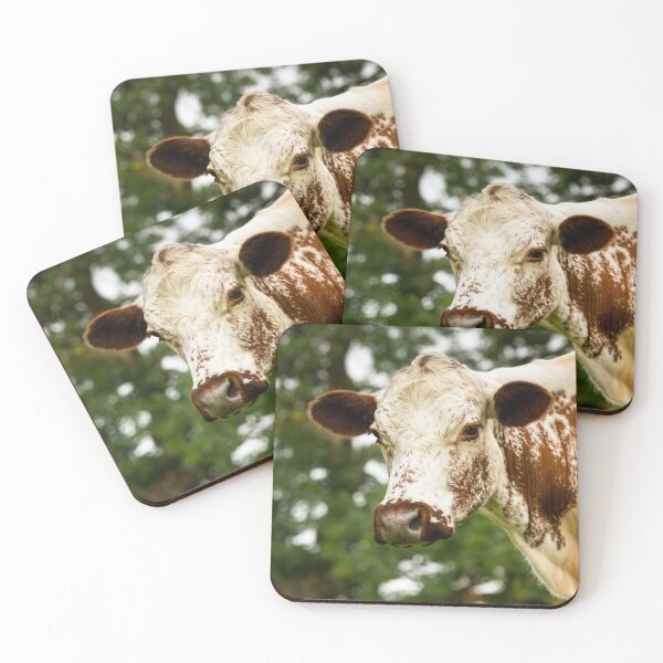 Item preview, Irish Moiled Cow designed and sold by Jane Stanley Photography.