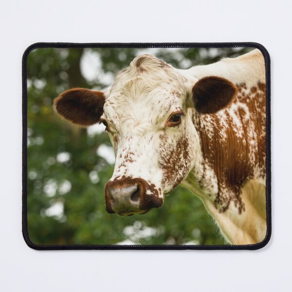 Item preview, Irish Moiled Cow designed and sold by Jane Stanley Photography.