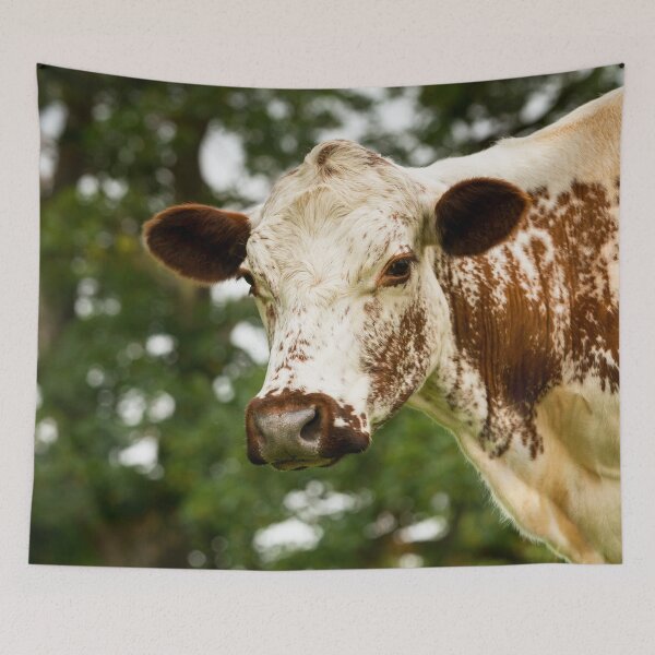 Item preview, Irish Moiled Cow designed and sold by Jane Stanley Photography.