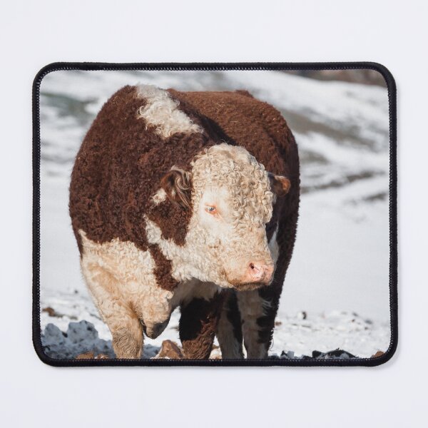 Item preview, Hereford Bull designed and sold by Jane Stanley Photography.