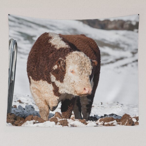 Item preview, Hereford Bull designed and sold by Jane Stanley Photography.