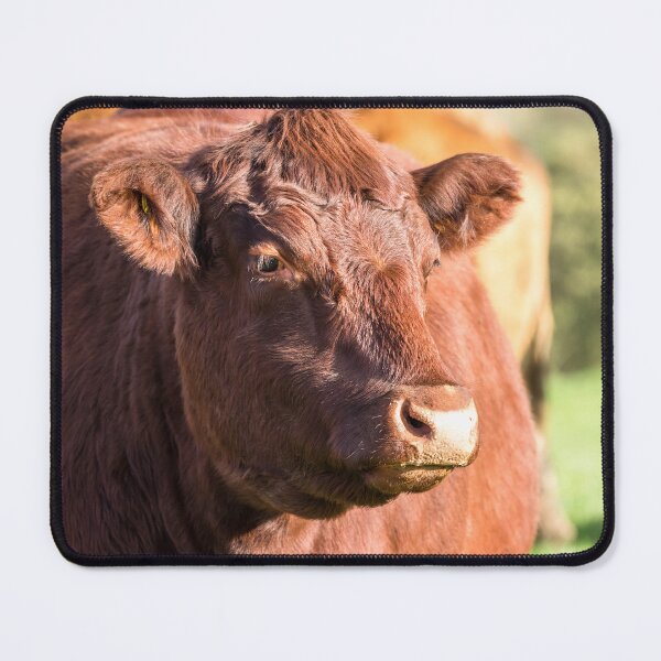 Item preview, Red Poll Cow II designed and sold by Jane Stanley Photography.