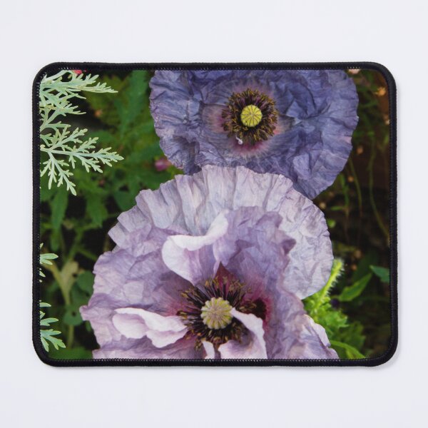 Item preview, A poppy called Amazing Grey designed and sold by Josie Gilbert.