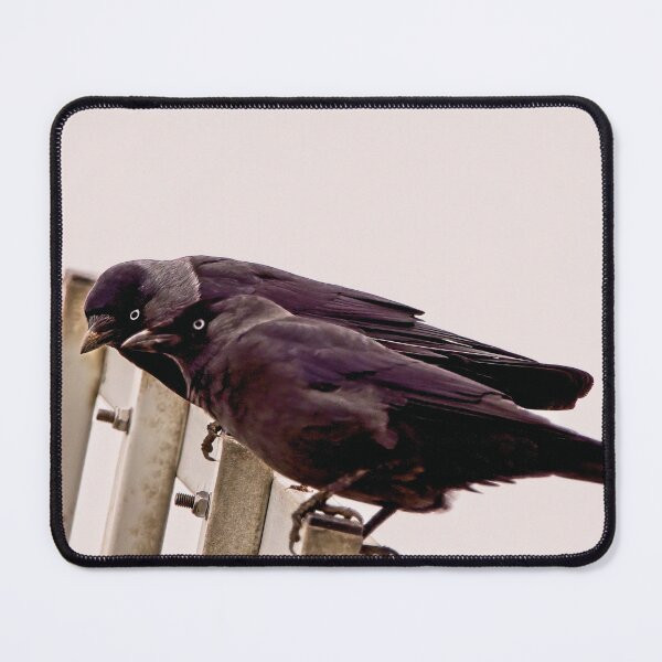 Item preview, Jackdaws conspiring designed and sold by kavohh707.
